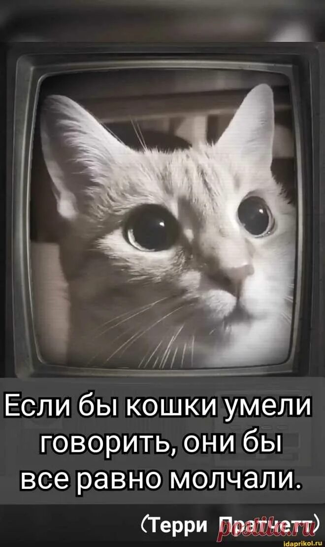 Кошки умеют разговаривать. Язык общения кошек. Фото кота. Если бы кошки умели разговаривать я бы с людьми не говорила бы. Кошки умеют разговаривать.