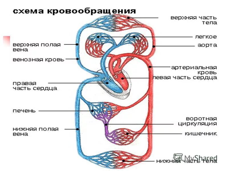 Кровообращение сердца 8 класс