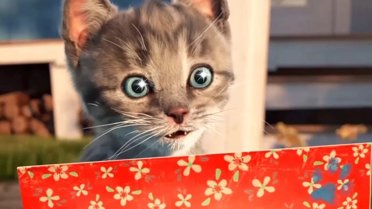 My little kitten