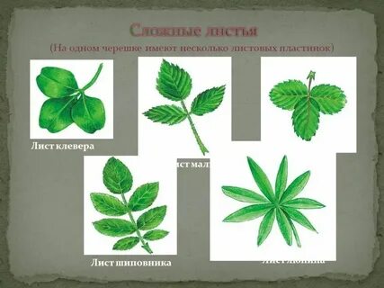 Клевер тип листьев