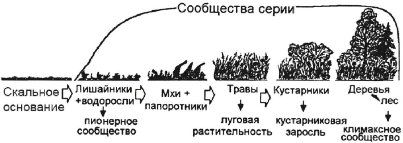 Стадии развития первичной сукцессии. Схема смены вторичной сукцессии. Схема образования первичной сукцессии. Схема вторичной экологической сукцессии. Последовательность этапов сукцессии