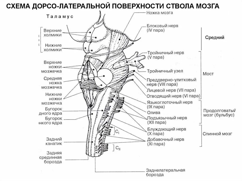 Каким номером на рисунке обозначен продолговатый мозг. Схема строения ствола мозга. Строение ствола головного мозга человека анатомия. Структуры ствола мозга анатомия. Схема внутреннего строения отделов ствола головного мозга.