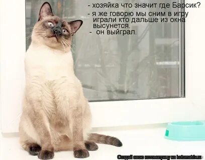 У хозяйки два кота пушок и барсик