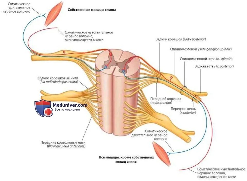 Строение нерва рисунок. Спинномозговой нерв анатомия. Анатомия корешки спинномозговых нервов. Строение спинномозгового нерва. Схема образования и ветвления спинномозгового нерва.