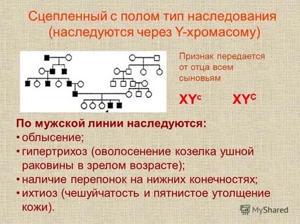 Тема наследование
