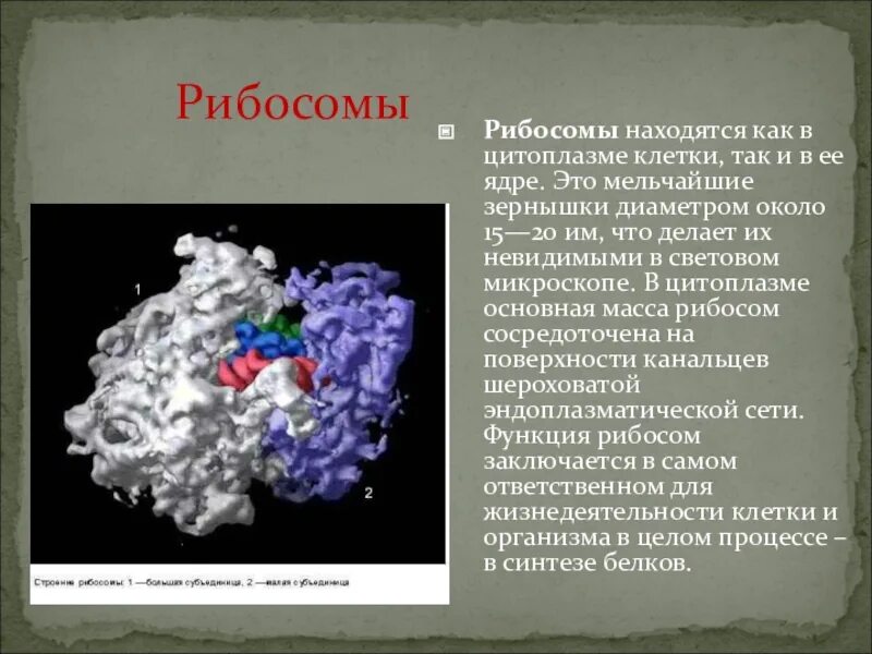 Рибосома процесс впр. Рибосомы в ядре. Рибосомы в микроскопе. Рибосомы находятся в. Строение рибосомы.