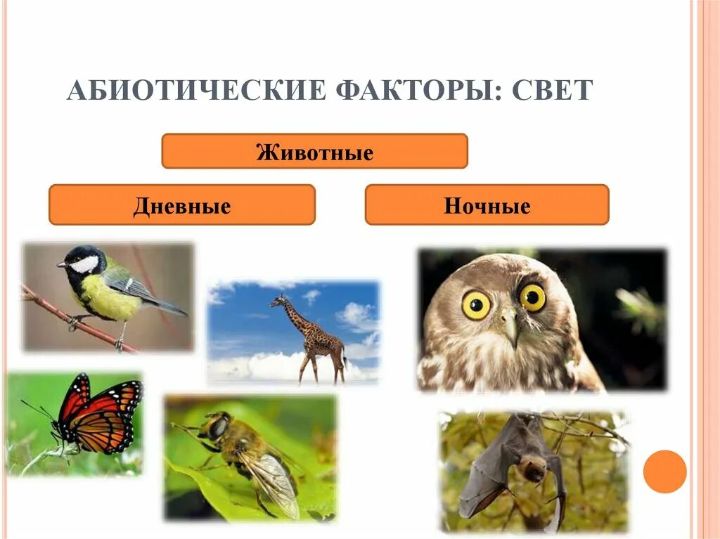 Абиотические факторы в жизни растений. Абиотические факторы свет. Абиотические факторы животных. Абиотические факторы животного. Дневные животные абиотические факторы.