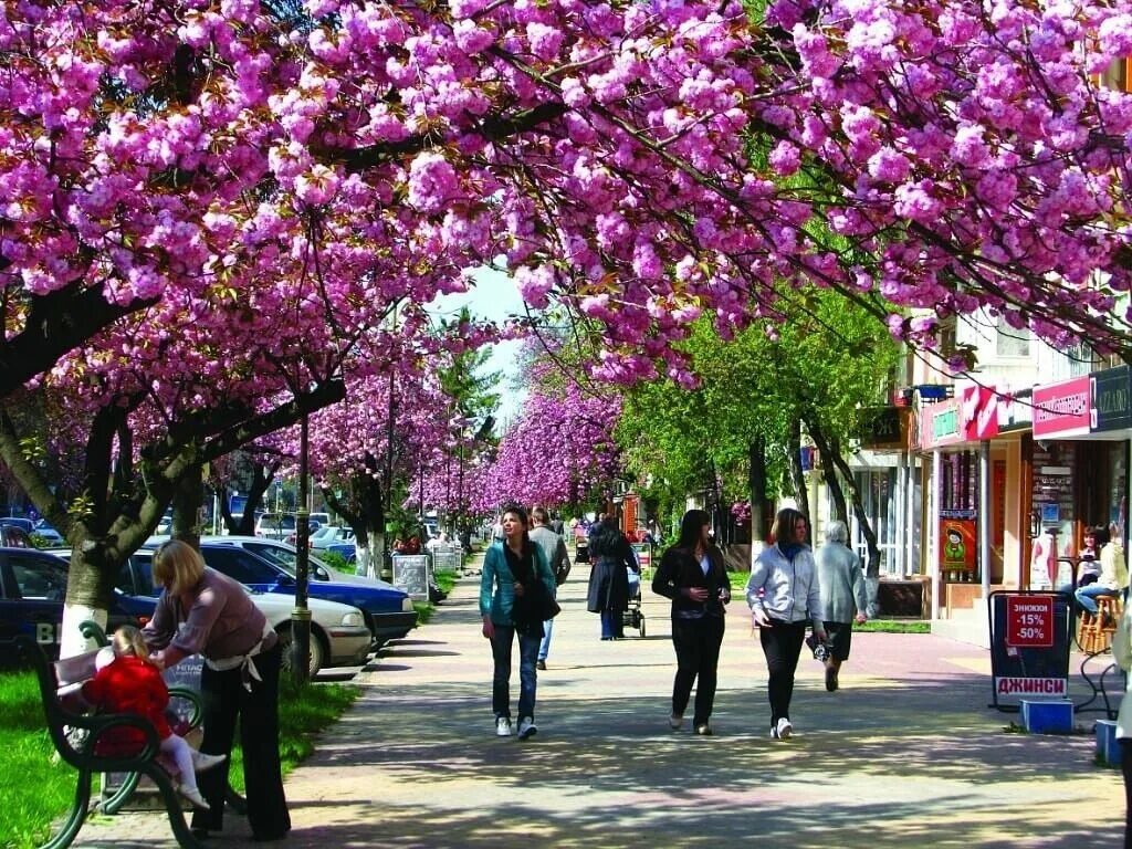 Immagini Belle : pianta, fiore, cittadina, turismo, corso d'acqua, floristica, Q