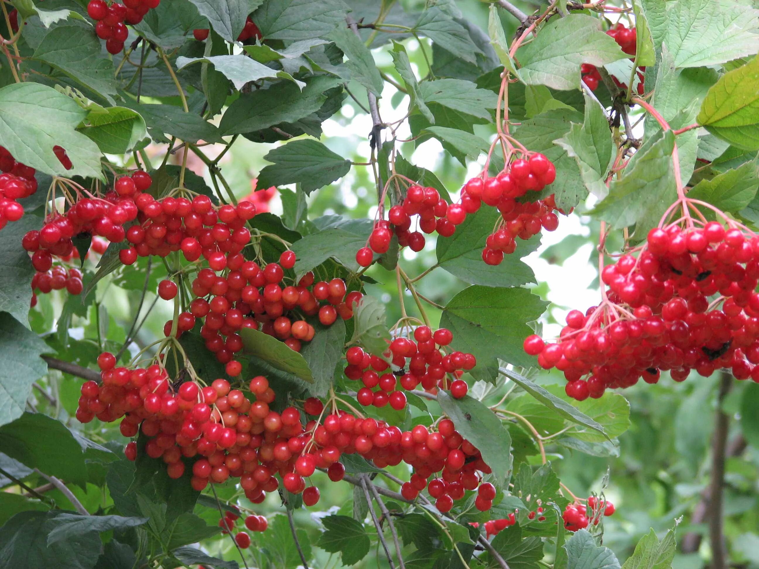 Можно ли сажать калину. Калина (Viburnum). Калина Соузга. Калина обыкновенная куст. Калина обыкновенная кустарники.