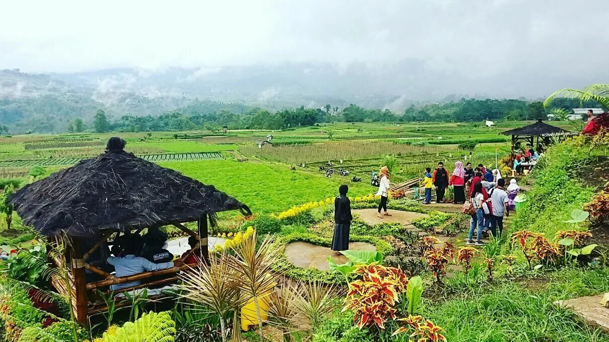 Sotwe desa. Банк sawah village. Sotwe desa. Sotwe desa. Приют фишт.