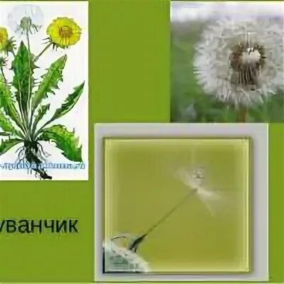 Одуванчик 5 класс