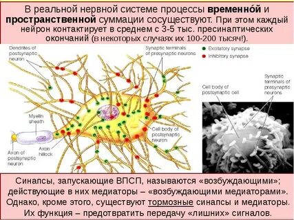 Передача сигналов в нервной системе