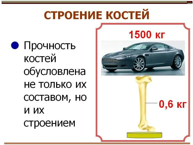 Насколько тверд. Прочность кости. Прочность костей человека. Прочность кости на сжатие. Картинка прочность костей.