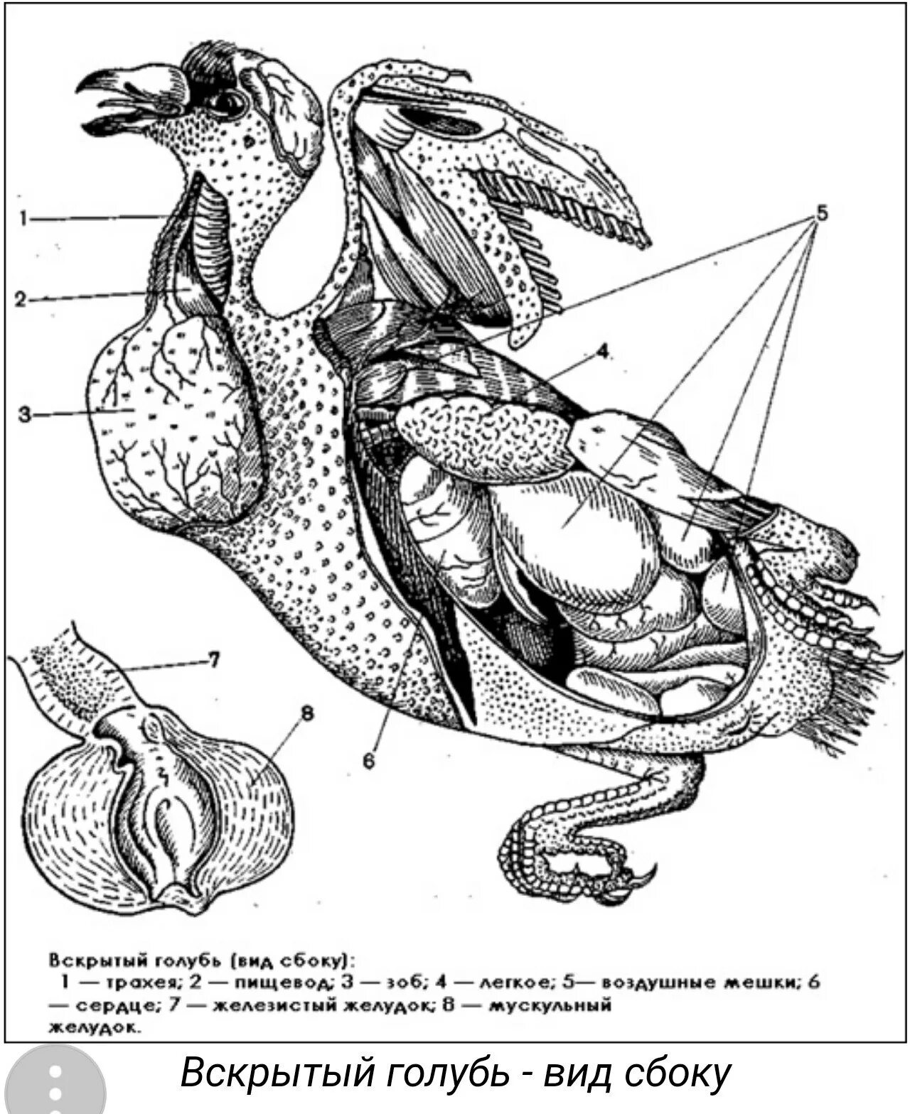 Зоб птицы анатомия. Зоб голубя строение. Строение зоба у птиц. Строение голубя самца. Как спариваются утки