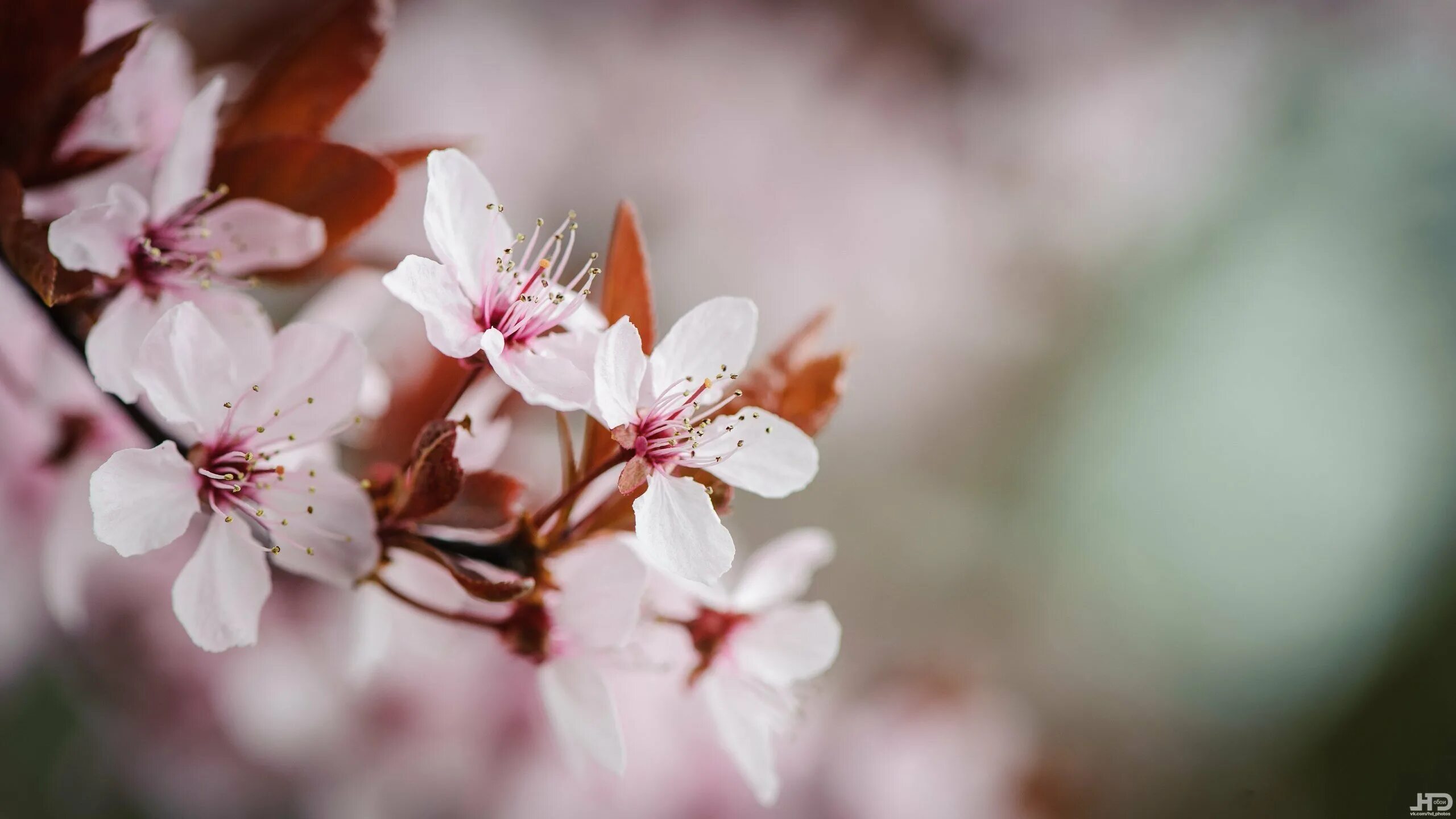 Весенние обои вертикальные. Сакура черри блоссом. Черри блоссом цветок. Весенняя природа. Весенние цветы.