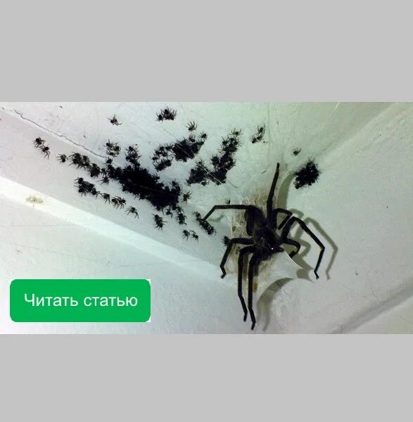 Почему появляются пауки. Паук дома. Пауки в квартире. Пауки в частном доме. Чёрный паук в доме.