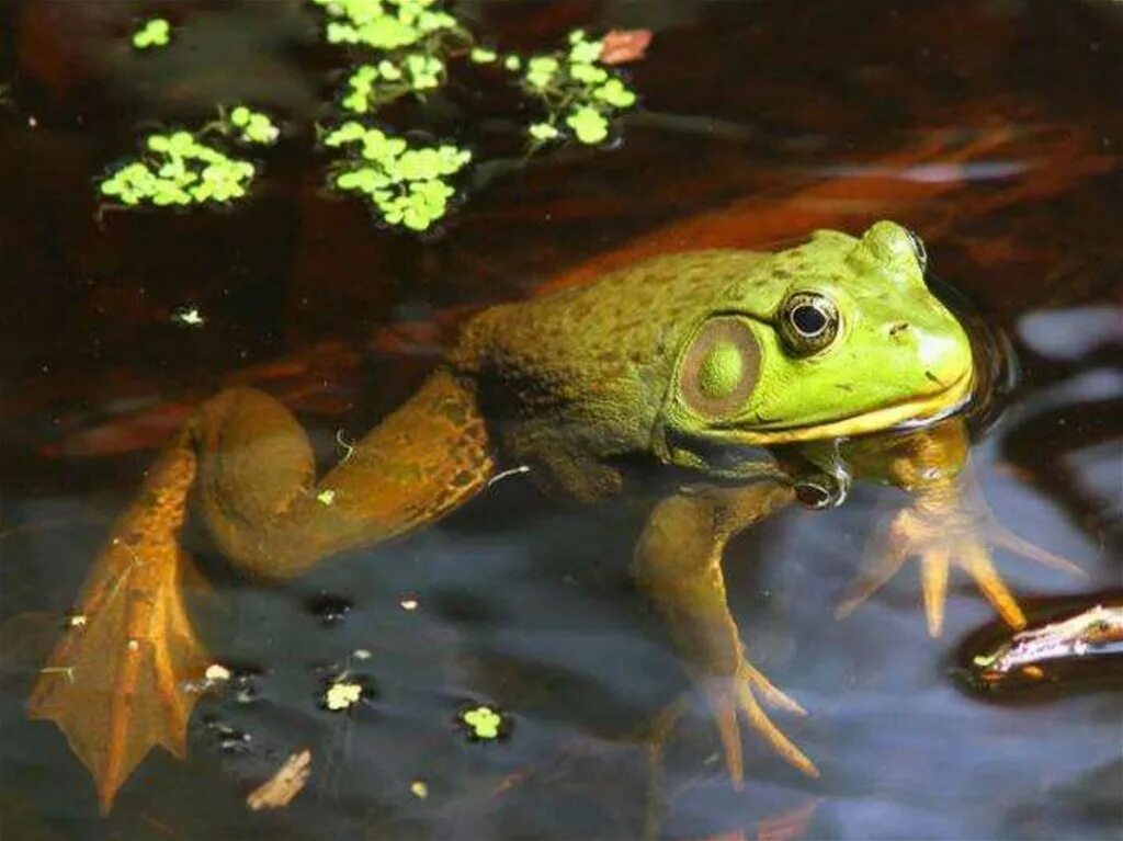 лягушка болотная. лягушка в болоте. лягушка живет в болоте. болото с лягушками. болотная жаба.