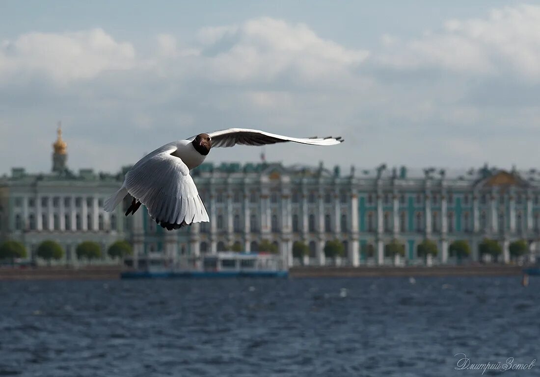 Чайка Санкт-Петербург. Птицы над Невой. Большая Чайка в Санкт-Петербурге. Рутуб страх над невой