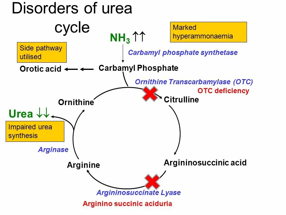 Proleptic revised metonic cycle. Urea cycle. urea cycle disorders. ornithine cycle. цикл capd.
