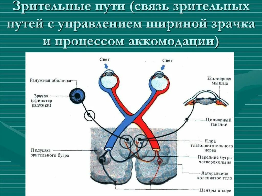 Место откуда выходит зрительный нерв. Механизм работы зрительного анализатора схема. Проводниковый отдел зрительного анализатора человека. Строение зрительного анализатора КРС. Проводниковый отдел зрительного анализатора схема.