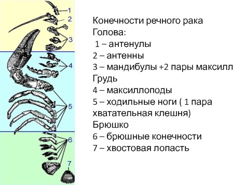 Пять пар ходильных ног. Брюшные конечности у ракообразных. мандибулы у ракообразных. 3 пары ходильных ног. мандибулы и максиллы.