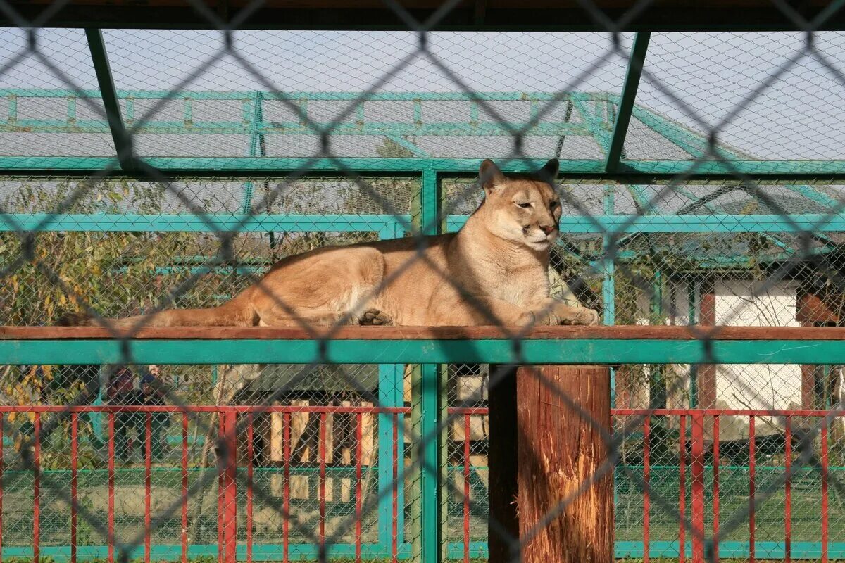 Планета обезьян москва калужское шоссе. Экзотик парк Троицк. Экзотик парк красная Пахра. Зоопарк Калужское шоссе Экзотик парк. Зоопарк 47 км Калужского шоссе.