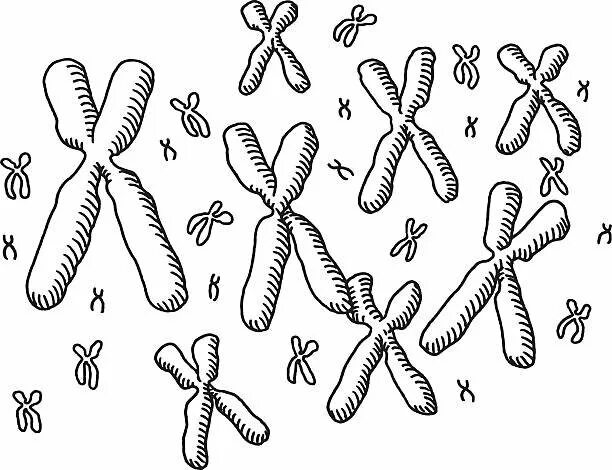 Хромосома. Зарисовка хромосом. Хромосома на белом фоне. Хромосомы чб.