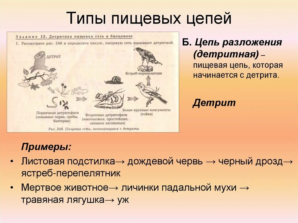 Два типа пищевых цепей. Виды пищевых цепей. Типы пищевых цепочек. Типы пищевых цепей пастбищная и детритная. Типы пищевых цепей детритная.