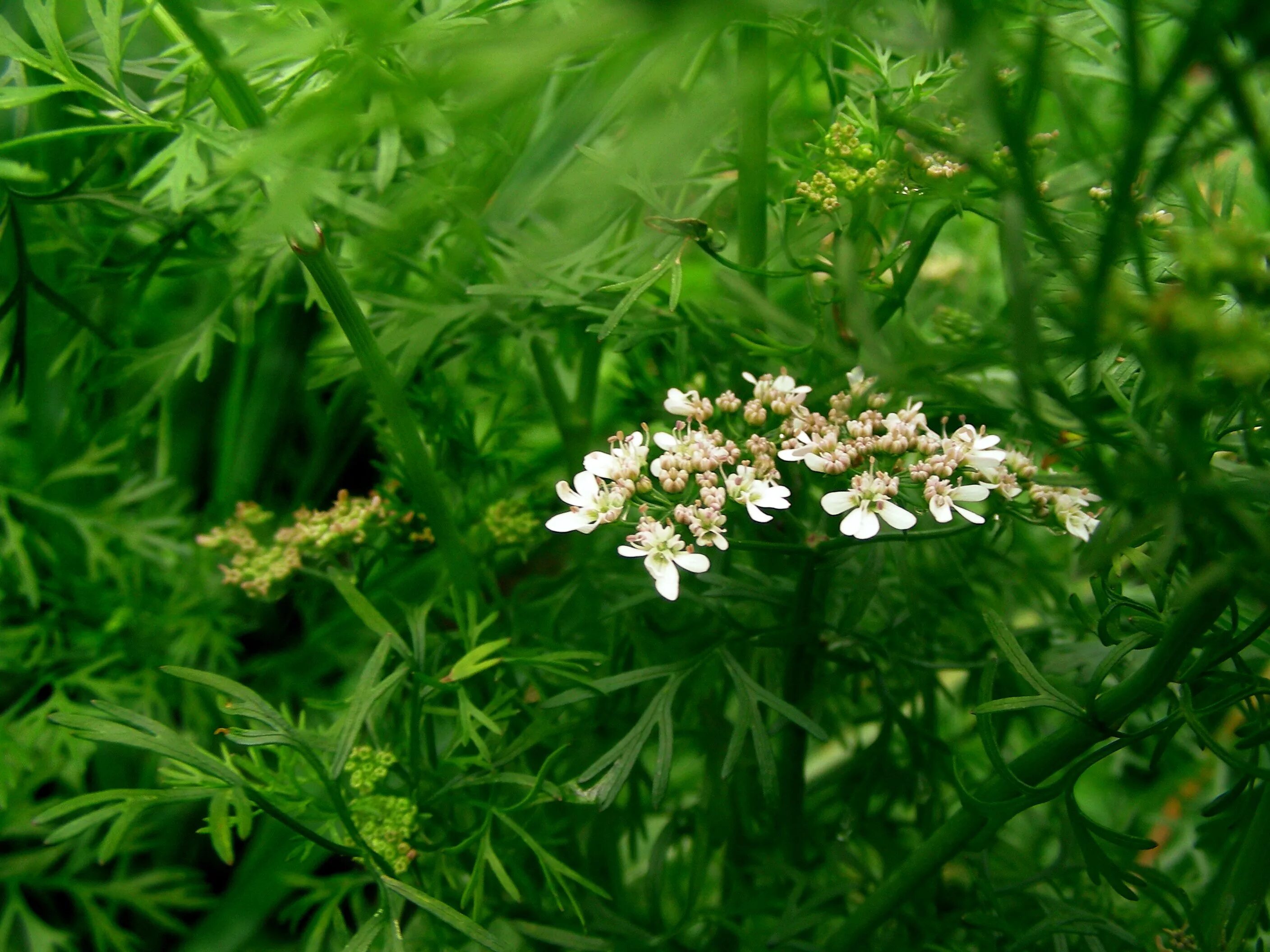 Кинза трава. Кориандр посевной (coriandrum sativum). тмин кориандр кинза. кориандр, или кинза (coriandrum sativum. кориандр посевной фармакогнозия.