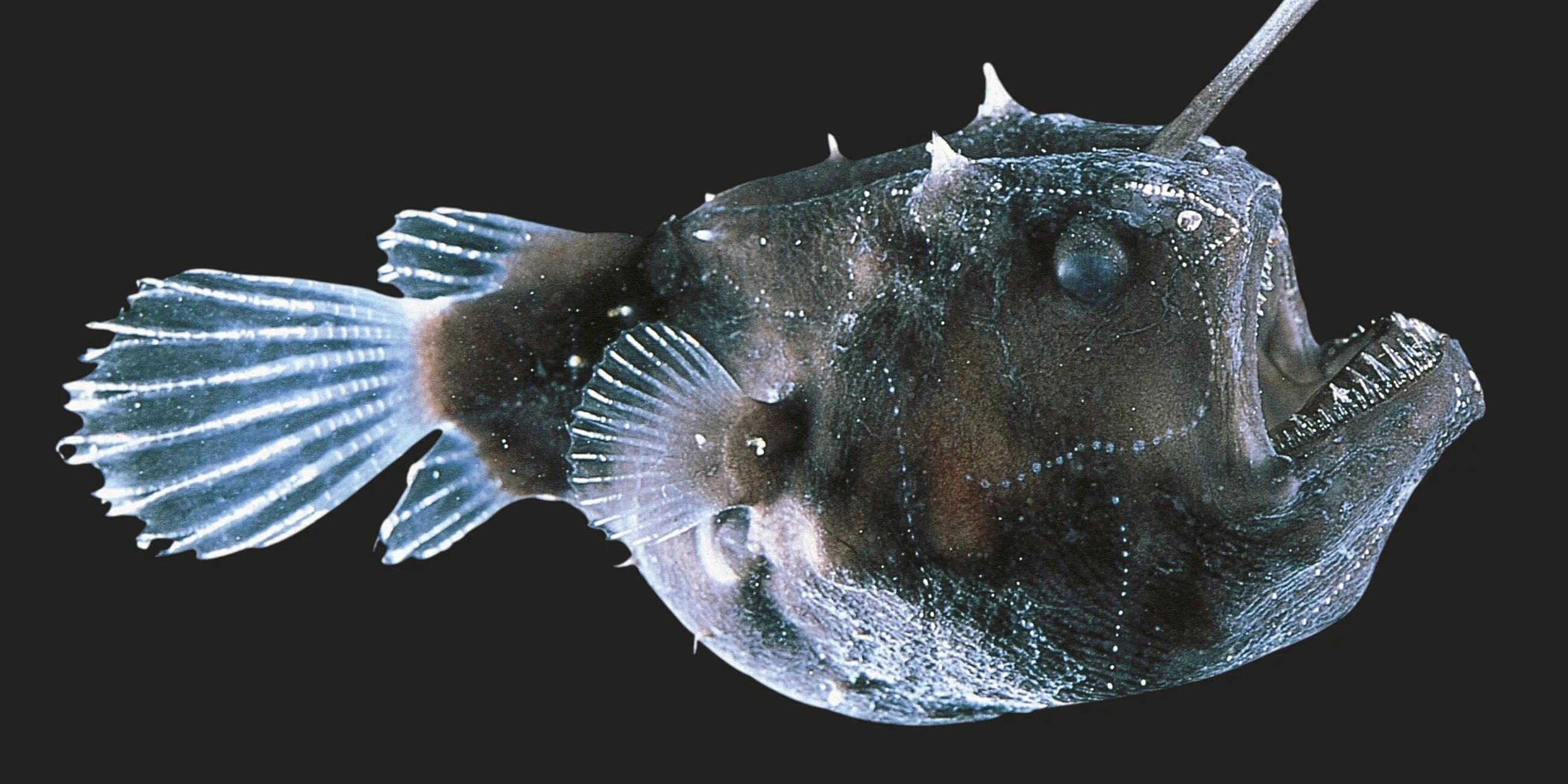 глубоководный удильщик. рыба удильщик монстр. эритрозонус (тетра пылающая). рыба светлячок. рыба светлячок.