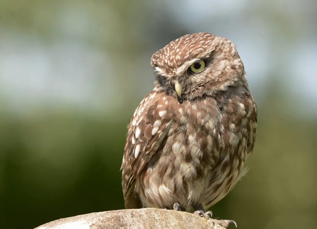Сова домовой сыч. Сычи виды. Домовый сыч. Сова домовый сыч. Мохноногий сыч (aegolius funereus).