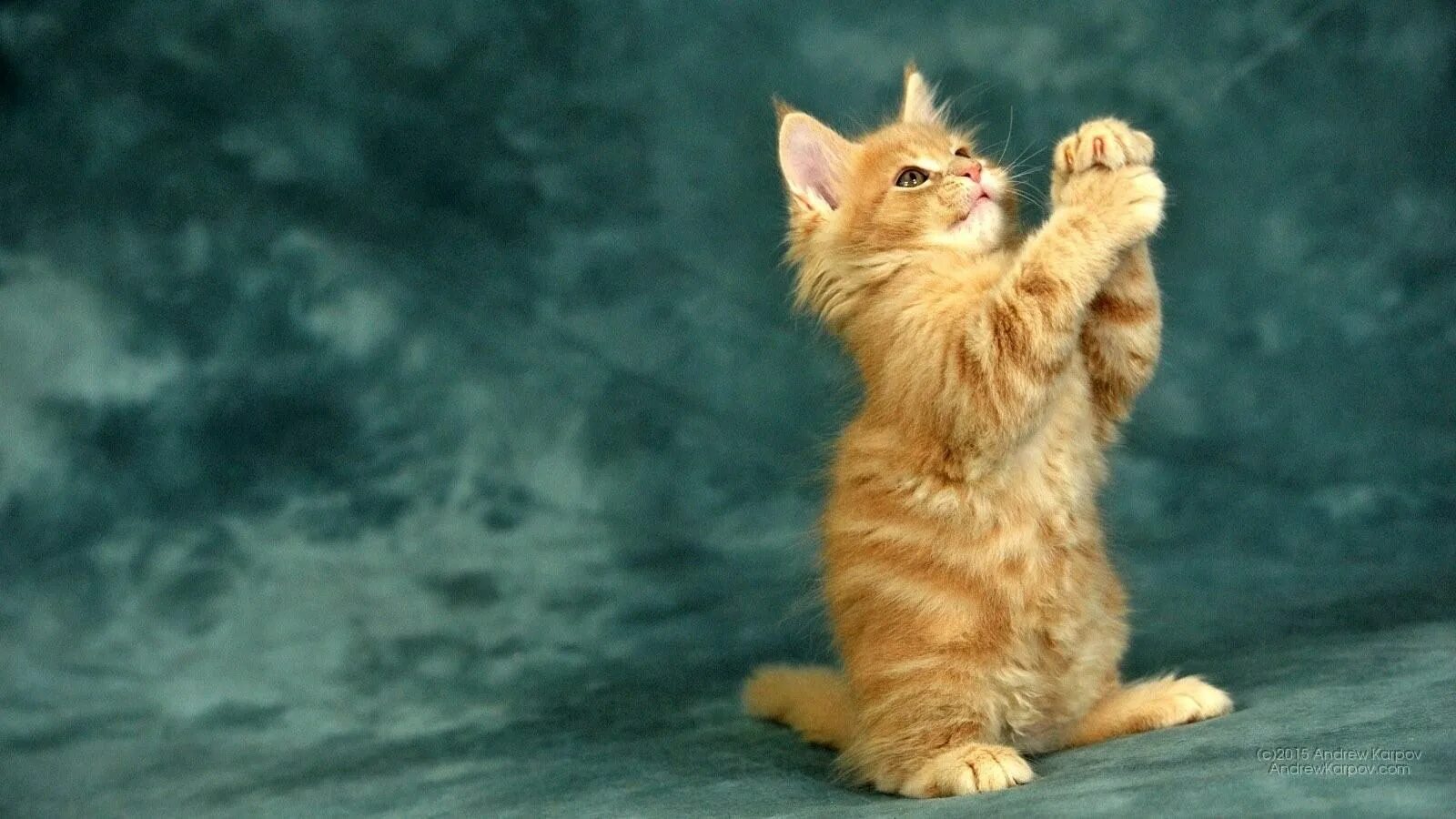 Котенок играет привет