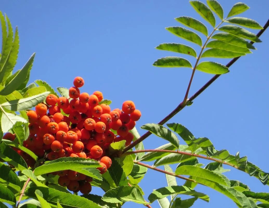 рябина рябина кудрявая. рябинушка рябинушка что делать подскажи. рябинушка картинка. красная рябина «дуболистная». рябина крымская.