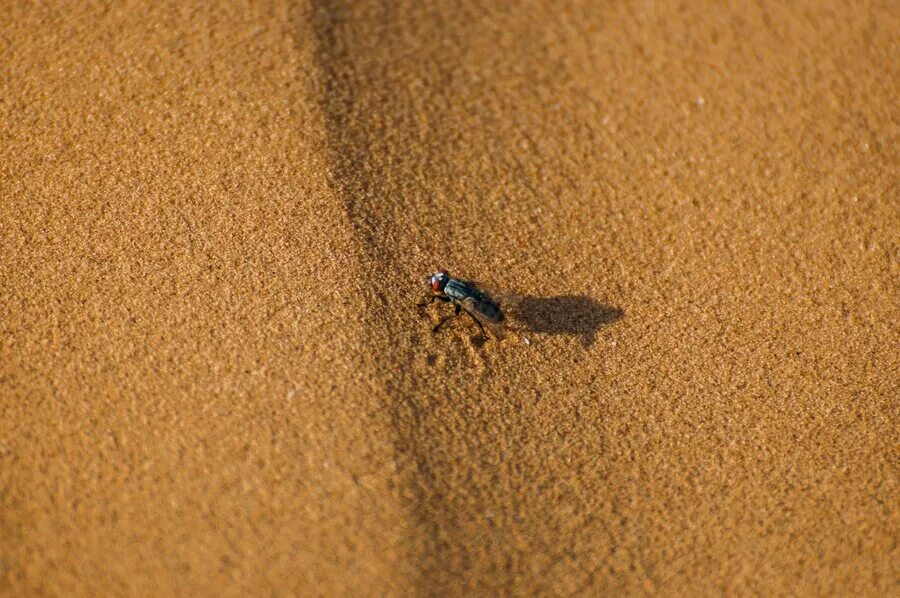 Мухи в песке. Мушки на Песчаном пляже Израиля. Испанская мушка в песке. Песчаная Муха фото.