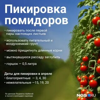 Низкорослые помидоры на рассаду 2024