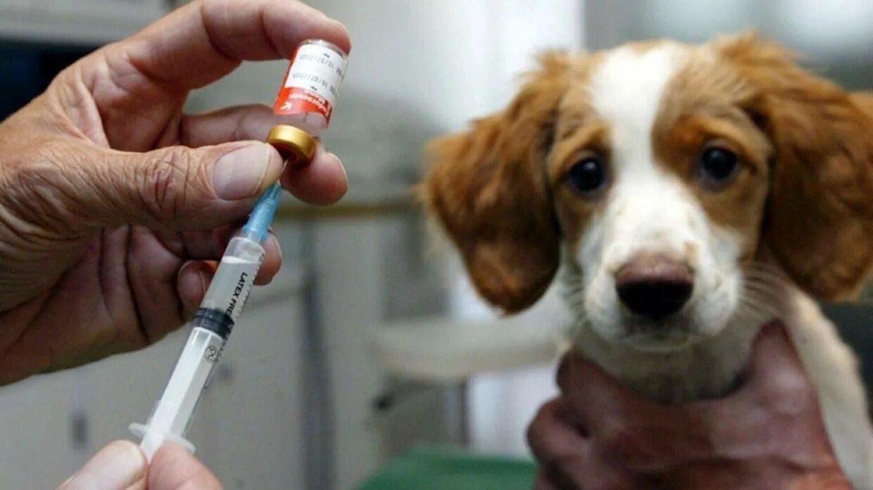 Сделать вакцину от бешенства. Вакцинация животных. Прививка животных от бешенства. Уколы животным. Прививки для собак.