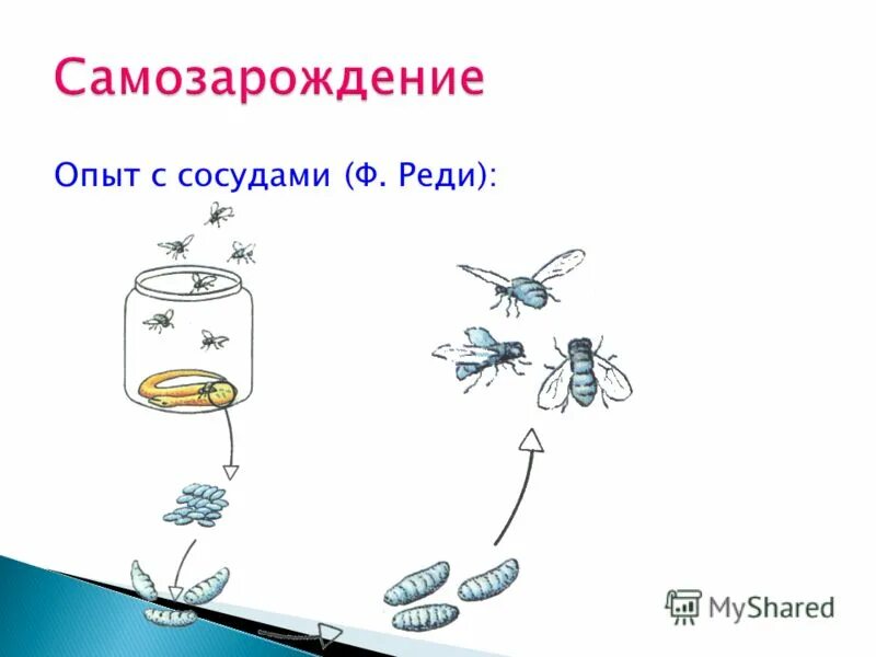 Условия прорастания семян опыт. Опыты доказывающие фотосинтез. Дыхание растений опыт демонстрирующий дыхание растений. Метод эксперимента в биологии. Эксперимент задание в биологии.