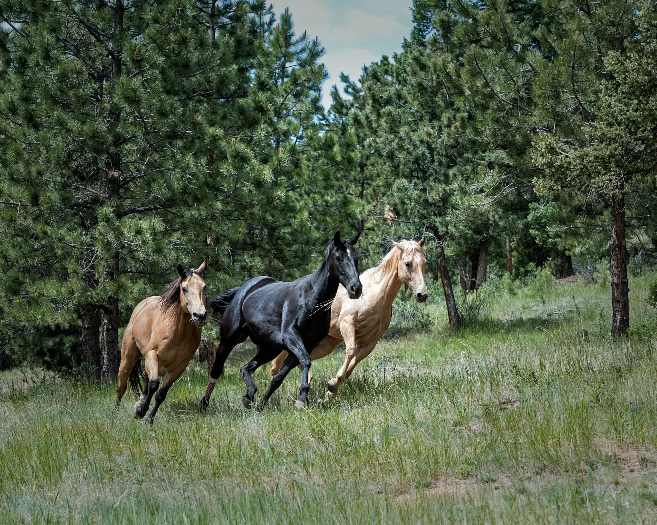 Три лошади. Прогулка на лошадях весной. Лошадь весной.