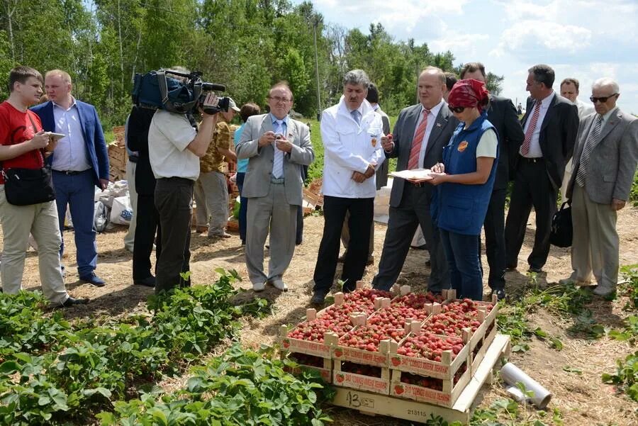 Почему совхоз. Зао совхоз имени ленина павла грудинина. колхоз имени ленина московская область грудинин. грудинин павел совхоз. грудинин павел совхоз ленина.