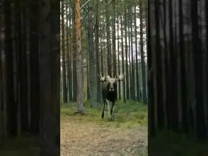Голос лося на реву
