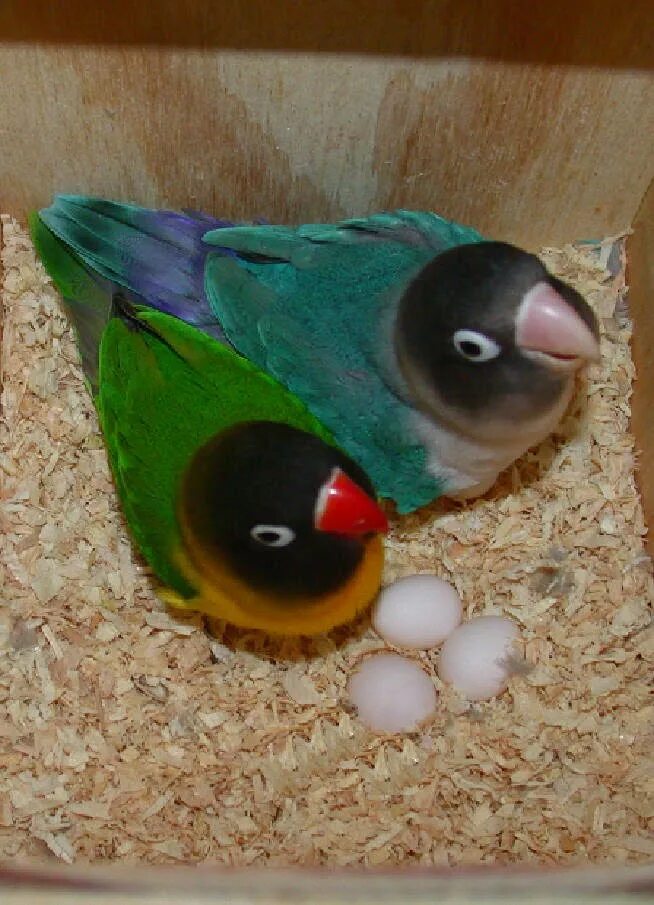 Попугаи неразлучники птенцы. Гнездо для попугаев неразлучников. Попугаи неразлучники птенцы яйца. 6 Попугаев неразлучников.