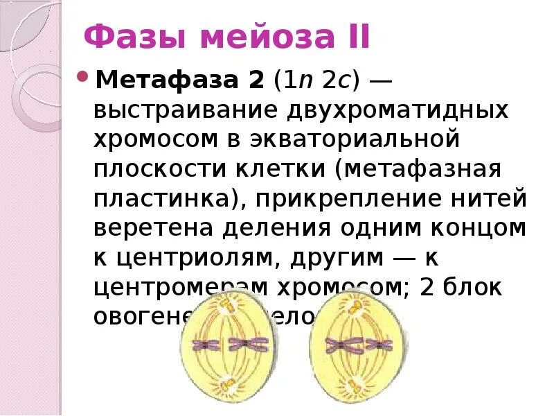 Мейоз анафаза 2 набор хромосом. Метофпзп 2 деление мейоз. Метафаза 2 деления мейоза. Фазы мейоза метафаза 2. Мейоз 2 метафаза 2.