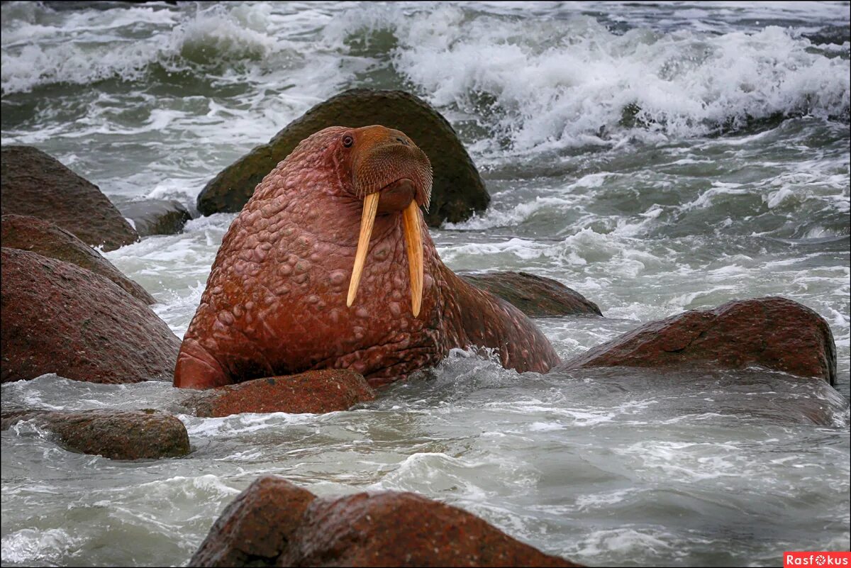 моржи чукотки. чукотка моржи. тихоокеанский морж чукотка. моржи чукотки. морж лаптевский подвид.