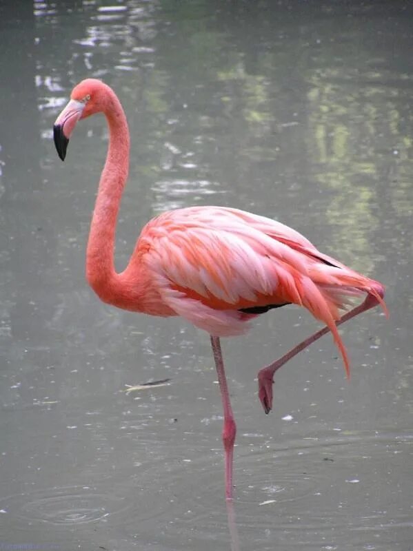 Фламинго рост. Розовый Фламинго. Розовый Фламинго дитя. Розовый Фламинго zx23862. Розовый фламинго новое