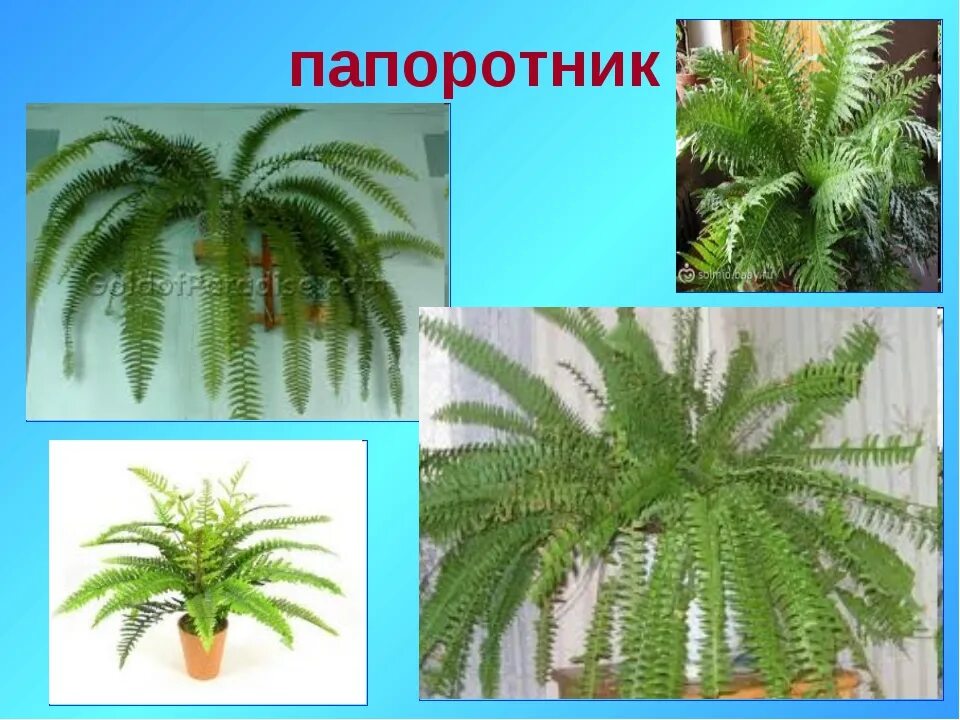 Комнатные растения: фиалка, фикус. Цветы комнатные класса. Класс растений. Комнатные растения в классах. Комнатные цветы в классе названия.