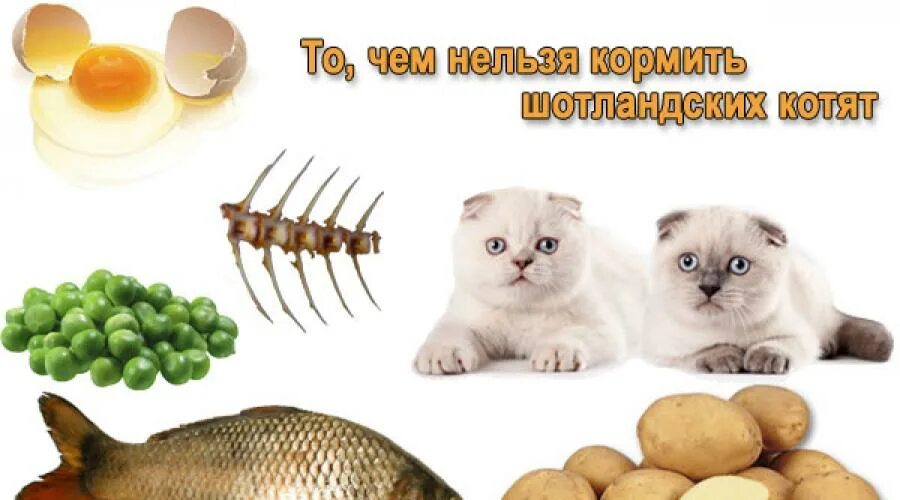 Можно кормить кота рыбой