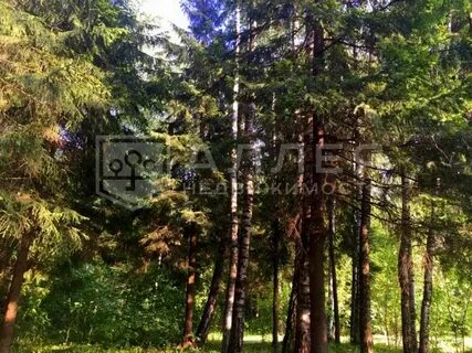 Лес лесной участок