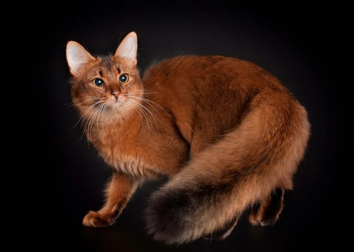 Сомалийская кошка. Сомали порода кошек. Абиссинская кошка длинношерстная. Порода кошки Сомалийская кошка. Породы кошек дикого окраса
