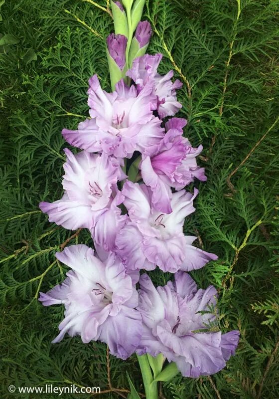 блю адмирал гладиолус. гладиолус голубой топаз. гладиолус топаз. гладиолус голубой топаз. гладиолус топаз.