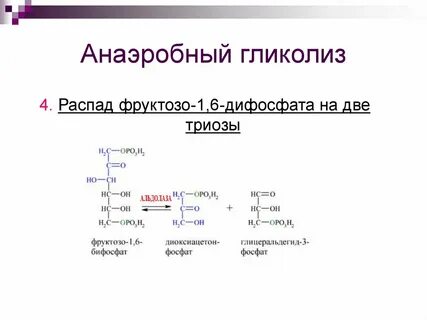 Анаэробный гликолиз